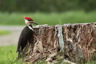 503 Main St, Reed Plt, ME 04497 - Photo 11