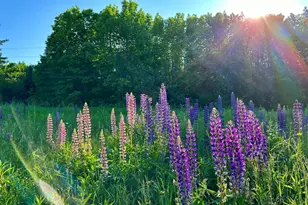 503 Main St, Reed Plt, ME 04497 - Photo 13