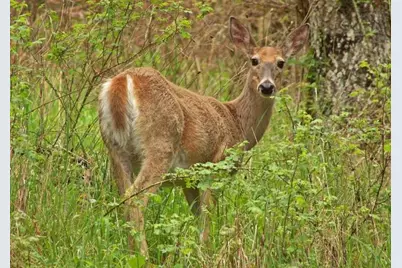 1594 Rangeley Road, Phillips, ME 04966 - Photo 17
