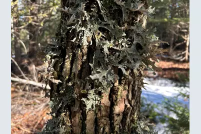 Map5Lot1 Silvers Mills Road, Sangerville, ME 04479 - Photo 17