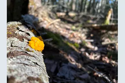 Map5Lot1 Silvers Mills Road, Sangerville, ME 04479 - Photo 27