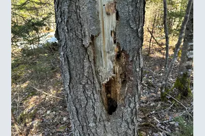 Map5Lot1 Silvers Mills Road, Sangerville, ME 04479 - Photo 15