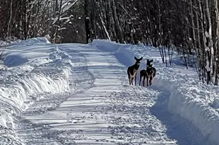 509 Blackberry Ln, Rumford, ME 04276 - Photo 63