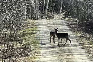 509 Blackberry Ln, Rumford, ME 04276 - Photo 63