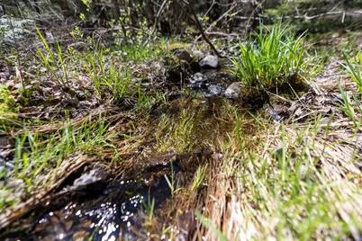 Lot 38 Arrowhead Road, Bar Harbor, ME 04609 - Photo 13