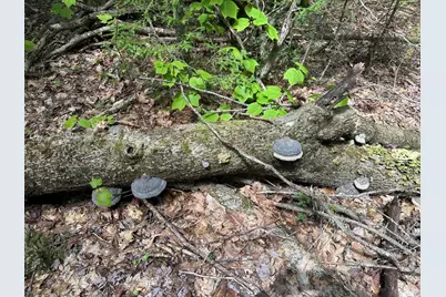 Lot#10 Shamrock Lane, Damariscotta, ME 04543 - Photo 17