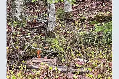 Lot #10 North Road, Lamoine, ME 04605 - Photo 9