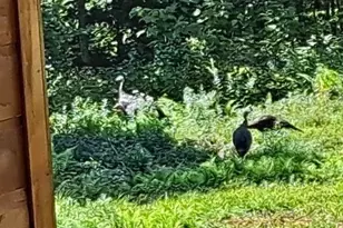 017-001 Blackberry Ln Ln, Rumford, ME 04276 - Photo 39