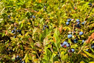 138 Bray Hill Rd, Phillips, ME 04966 - Photo 81