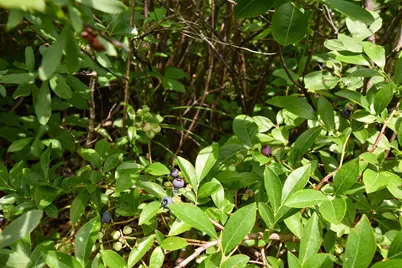 10 Witham Island, Ebeemee Twp, ME 04414 - Photo 57