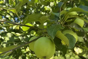 967 Meadow Road Rd, Casco, ME 04015 - Photo 3