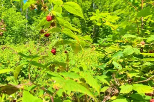 M11L114 5G New Sweden Rd, New Sweden, ME 04762 - Photo 19