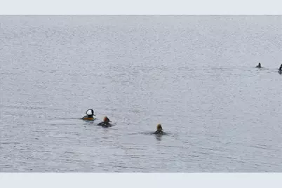 55 Loop Road, Acton, ME 04001 - Photo 47