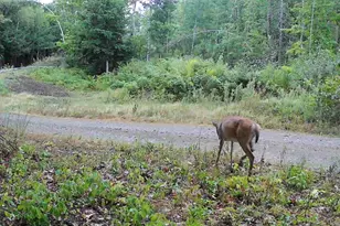 Lot 3 & 4 Nason Hill Rd, Dixmont, ME 04932 - Photo 27