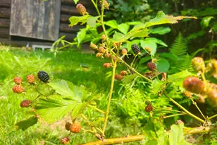 166 Lamb Rd, Carthage, ME 04224 - Photo 61