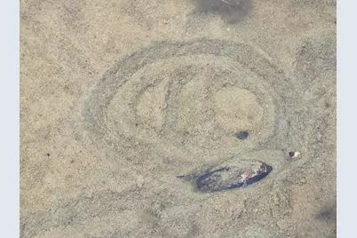 Map20Lot19 Carter Hill Road, Fryeburg, ME 04037 - Photo 7