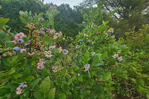 563 Newbury Neck Rd, Surry, ME 04684 - Photo 57