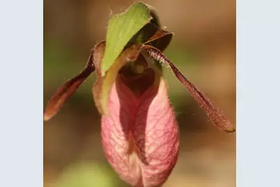 415 Monroe Road, Hampden, ME 04444 - Photo 85