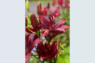 415 Monroe Road, Hampden, ME 04444 - Photo 65