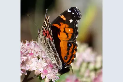 10 Chase Mill Road, Limington, ME 04049 - Photo 135