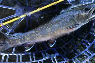 Lot 1 Church Rd, T8 R6 Wels, ME 04765 - Photo 19