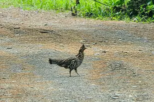 28 Messina Dr, Skowhegan, ME 04976 - Photo 69