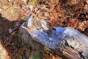 17 Treetop Ln, Jay, ME 04239 - Photo 99