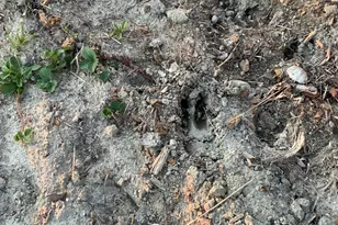 019 Bear Ln, Rumford, ME 04276 - Photo 35