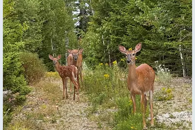 49 Peninsula Shores Road, Gouldsboro, ME 04624 - Photo 55