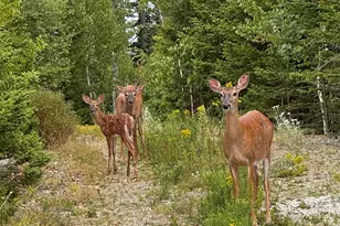 49 Peninsula Shores Rd, Gouldsboro, ME 04624 - Photo 55