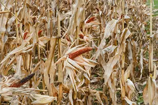 1445 Bear Hill Rd, Dover Foxcroft, ME 04426 - Photo 43