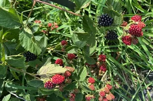 1588 Pond Rd, Mount Vernon, ME 04352 - Photo 85