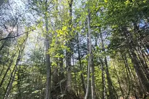 Lot 2 Morrison Brook Acres, Oakfield, ME 04763 - Photo 13