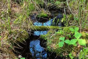 Lot 2 Morrison Brook Acres, Oakfield, ME 04763 - Photo 11