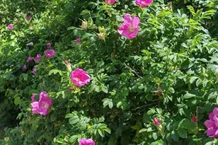 1450 Harpswell Neck Rd, Harpswell, ME 04079 - Photo 11