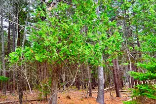 16 Long Pond Rd, Southwest Harbor, ME 04679 - Photo 43