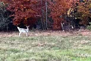 32 Dillon Rd, Harrison, ME 04040 - Photo 67