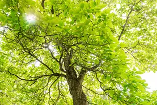 45 Richards Ave, Mexico, ME 04257 - Photo 51