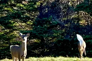 141 Beech Hill Rd, Mount Desert, ME 04660 - Photo 107