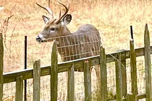 141 Beech Hill Rd, Mount Desert, ME 04660 - Photo 111