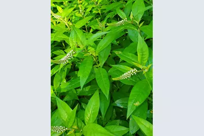 489 Back Road, Skowhegan, ME 04976 - Photo 53