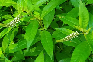 489 Back Rd, Skowhegan, ME 04976 - Photo 53