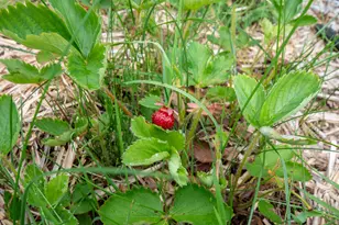 9 State Park Rd, Dover Foxcroft, ME 04426 - Photo 69