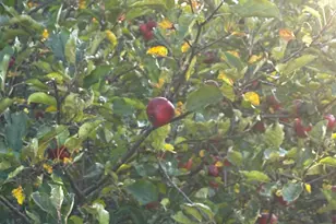 222 Spragueville Rd, Presque Isle, ME 04769 - Photo 43