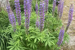 22 Old Jay Hill Rd, Jay, ME 04239 - Photo 63