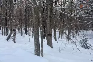 Lot 01 31 Spruce Pond Rd, Limington, ME 04961 - Photo 23