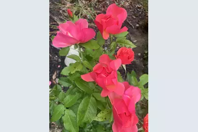 41 Rowe Brook Road, Dedham, ME 04429 - Photo 45