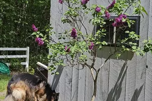 693 Goding Rd, Acton, ME 04001 - Photo 41