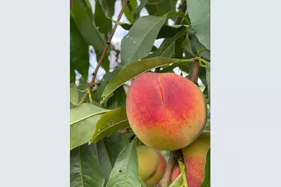 356 Range Road, Atkinson, ME 04426 - Photo 57