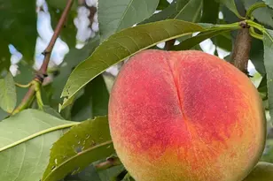 356 Range Rd, Atkinson, ME 04426 - Photo 57